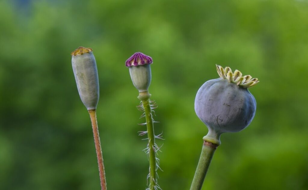 dried decorative bulbs
